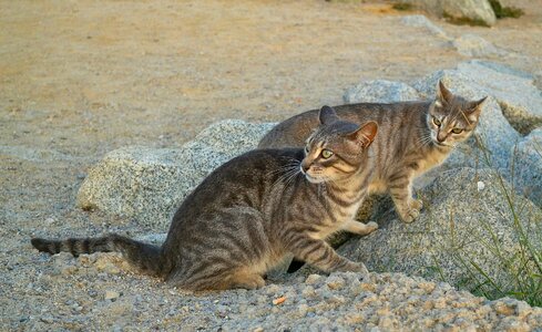 Cats feral cats animals photo