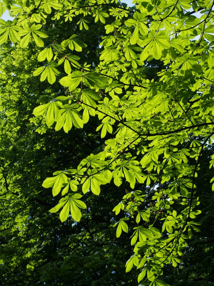 Green chestnut branch