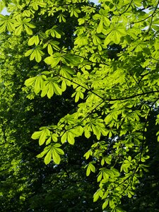 Green chestnut branch