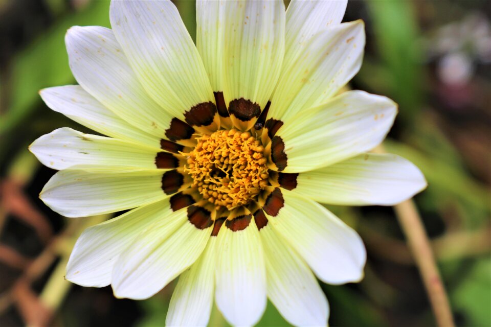 Garden petal summer