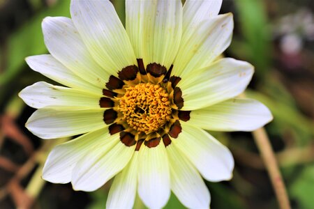 Garden petal summer