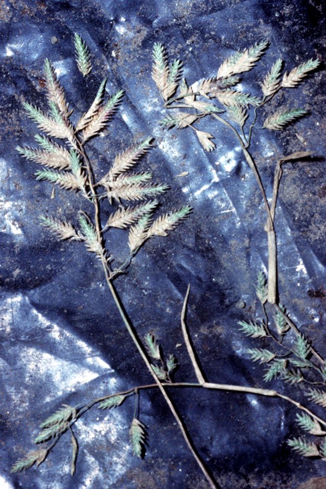 Eragrostis hypnoides NRCS-1
