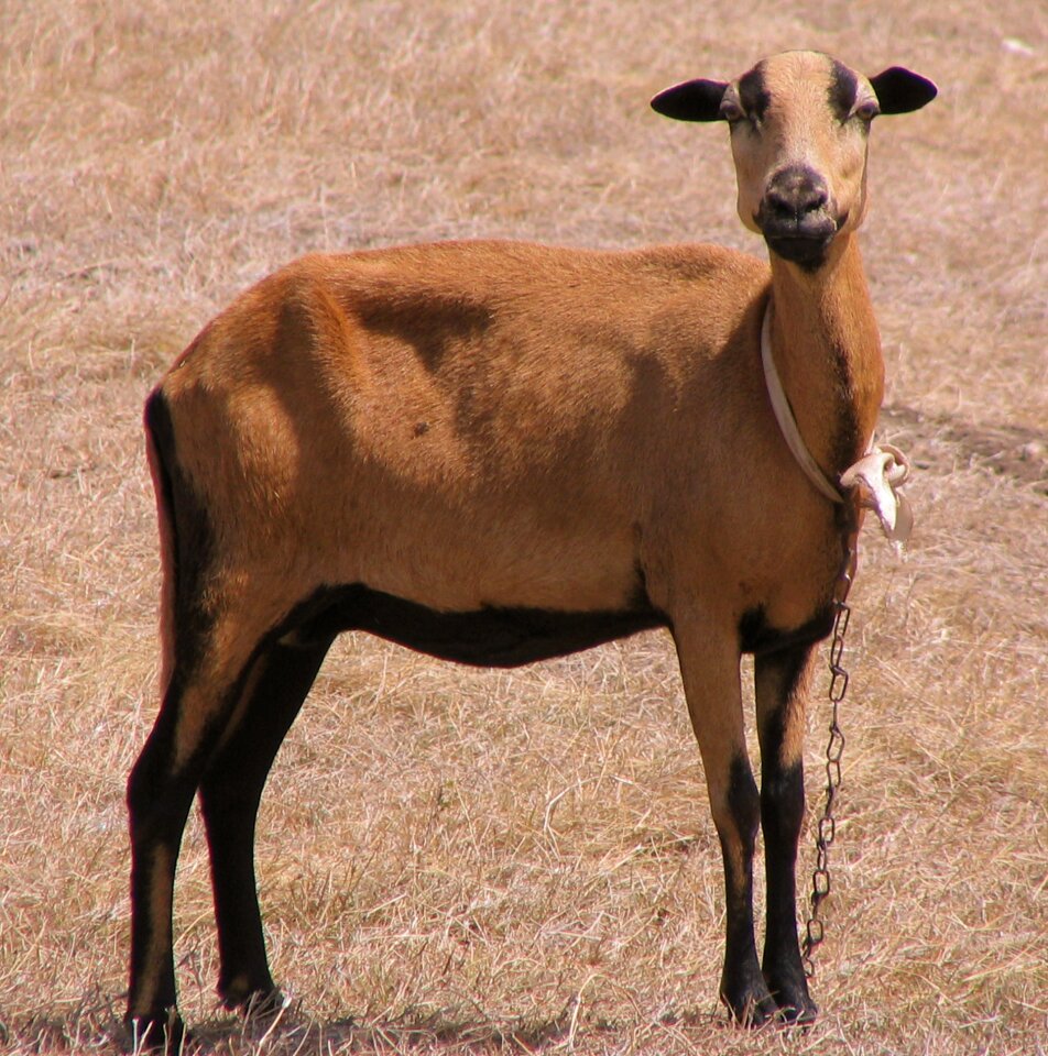 Domestic animals barbados look