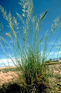 Eragrostis curvula NRCS-1
