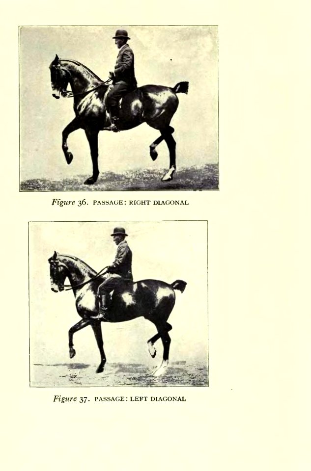 Equitation images fig-068