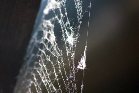 Spider trap jumble
