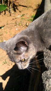 Cat nature animal