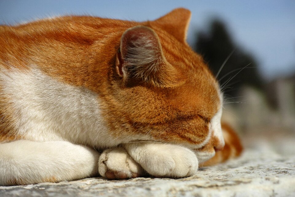 Cat eye nature animal portrait