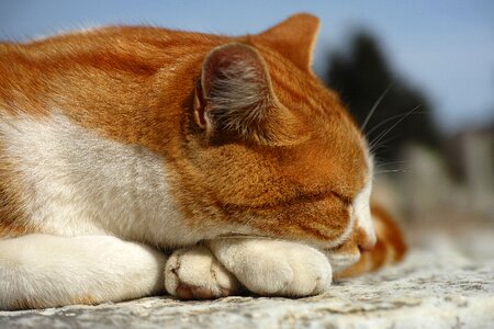 Cat eye nature animal portrait