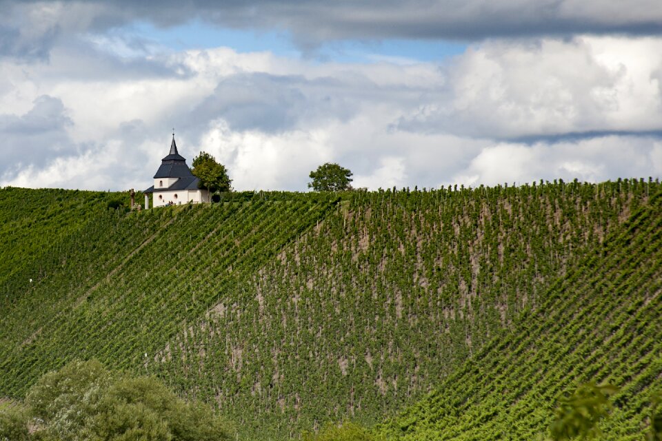Landscape wine grapevine