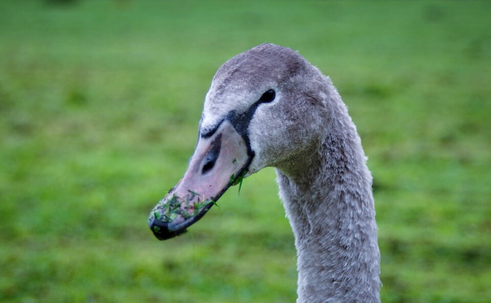 Bird the head of the beak