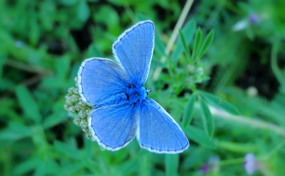 At the court of flower butterfly day