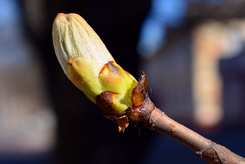 Bud branch macro