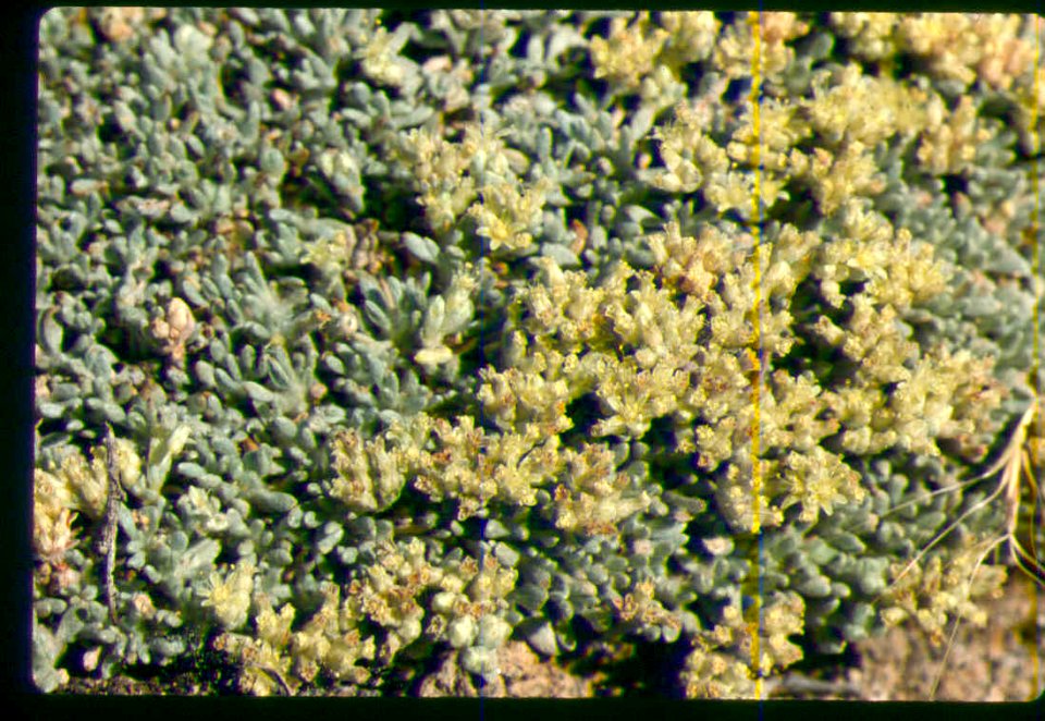 Eriogonum shockleyi flower closeup in SW Idaho