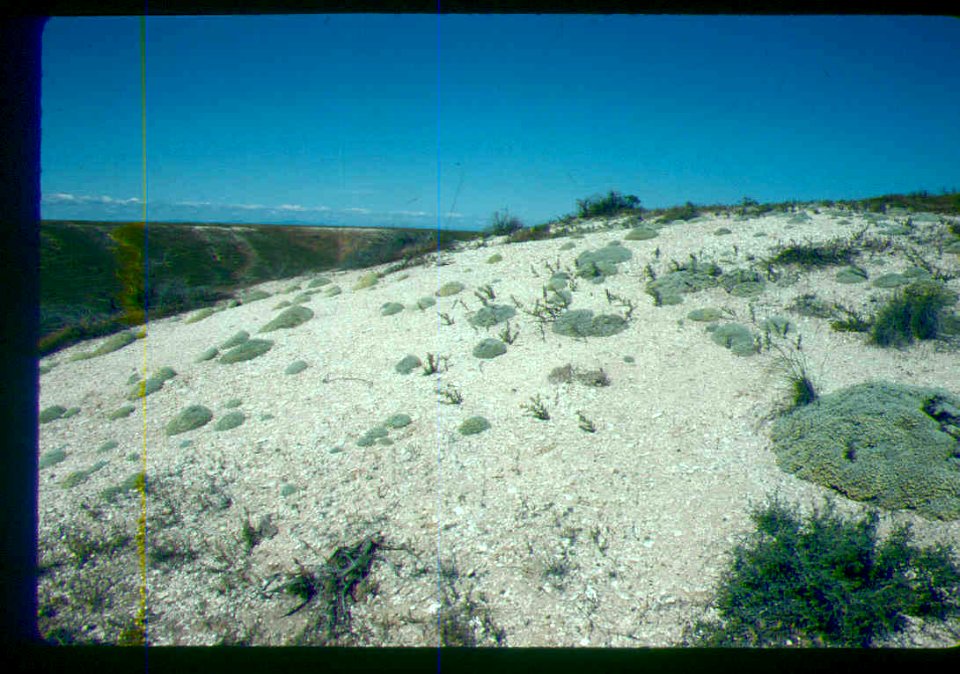 Eriogonum shockley habitat in Southern Idaho