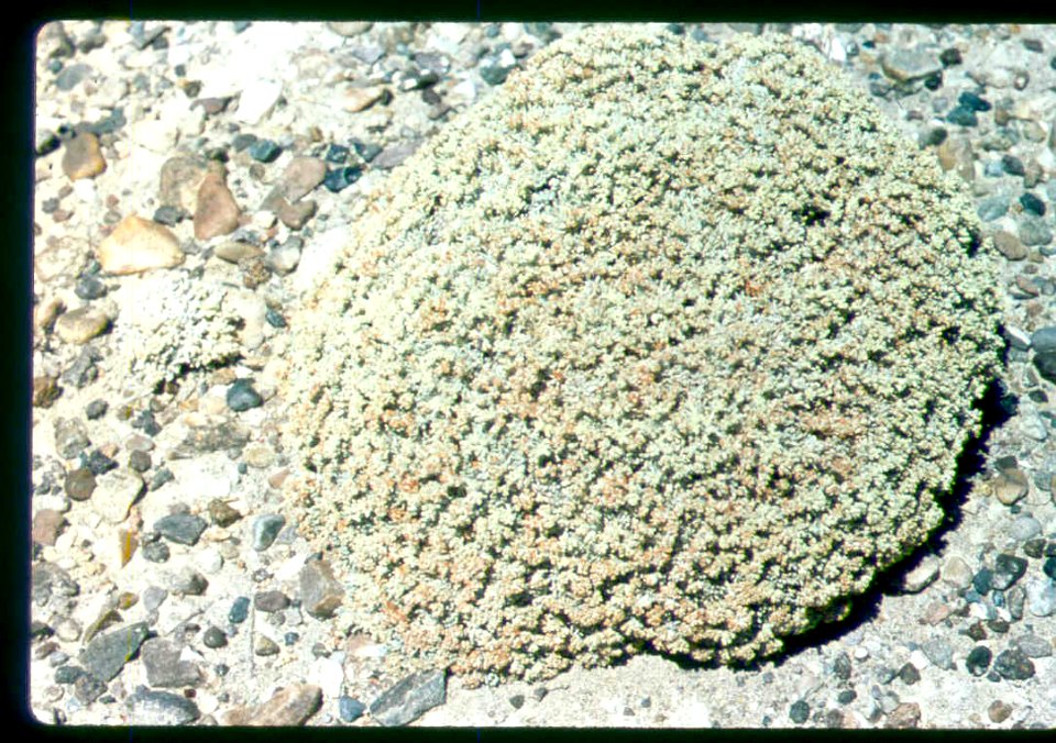 Eriogonum shockley plant in SW Idaho
