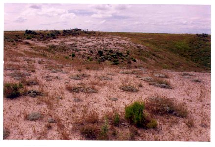 Eriogonum shockleyi habitat in SW Idaho 5