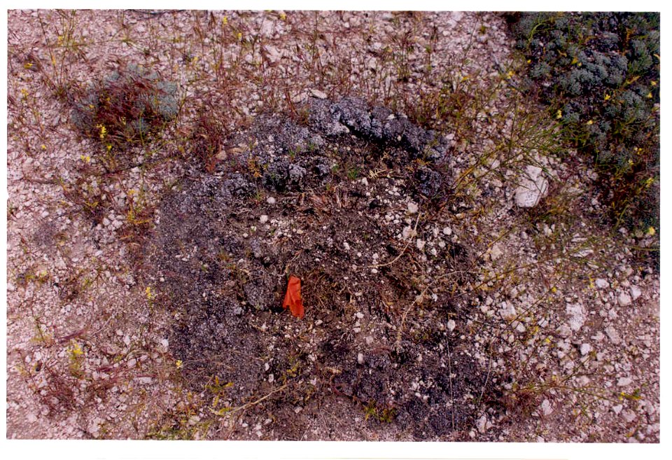 Eriogonum shockleyi dead plant in SW Idaho