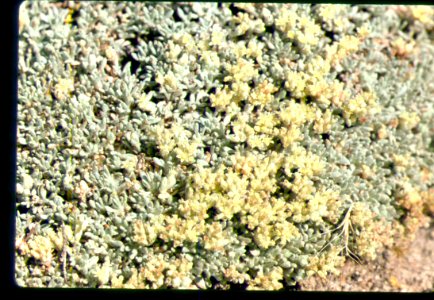 Eriogonum shockleyi flower closeup in SW Idaho 2