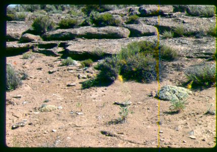 Eriogonum shockleyi habitat in SW Idaho 4
