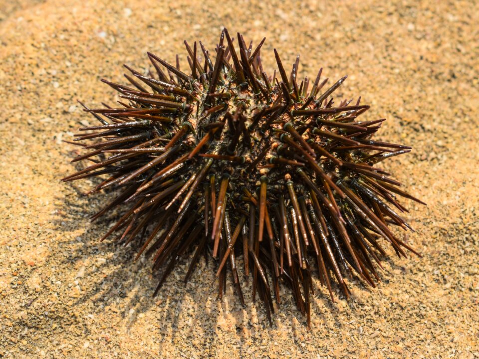 Nature animal aquatic