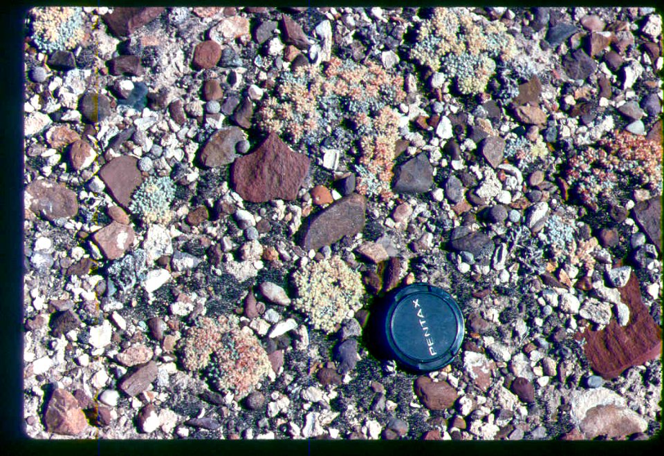 Eriogonum shockleyi plants in SW Idaho