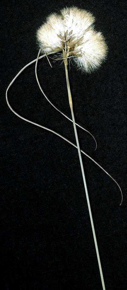 Eriophorum virginicum NRCS-1