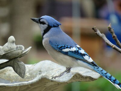 Nature animal outdoors