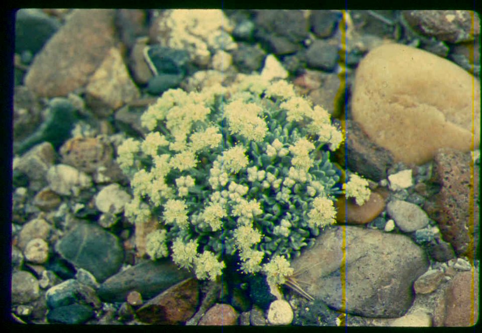 Eriogonum shockley young plant in SW Idaho