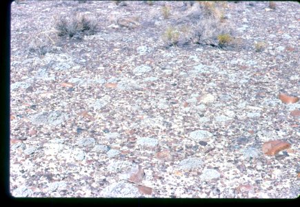Eriogonum shockleyi habitat in SW Idaho 2