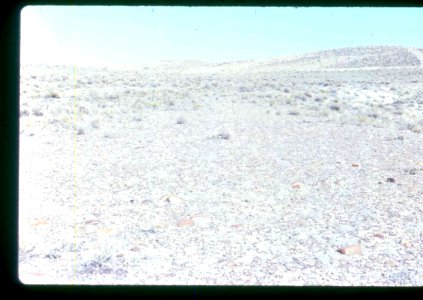 Eriogonum shockleyi habitat in SW Idaho