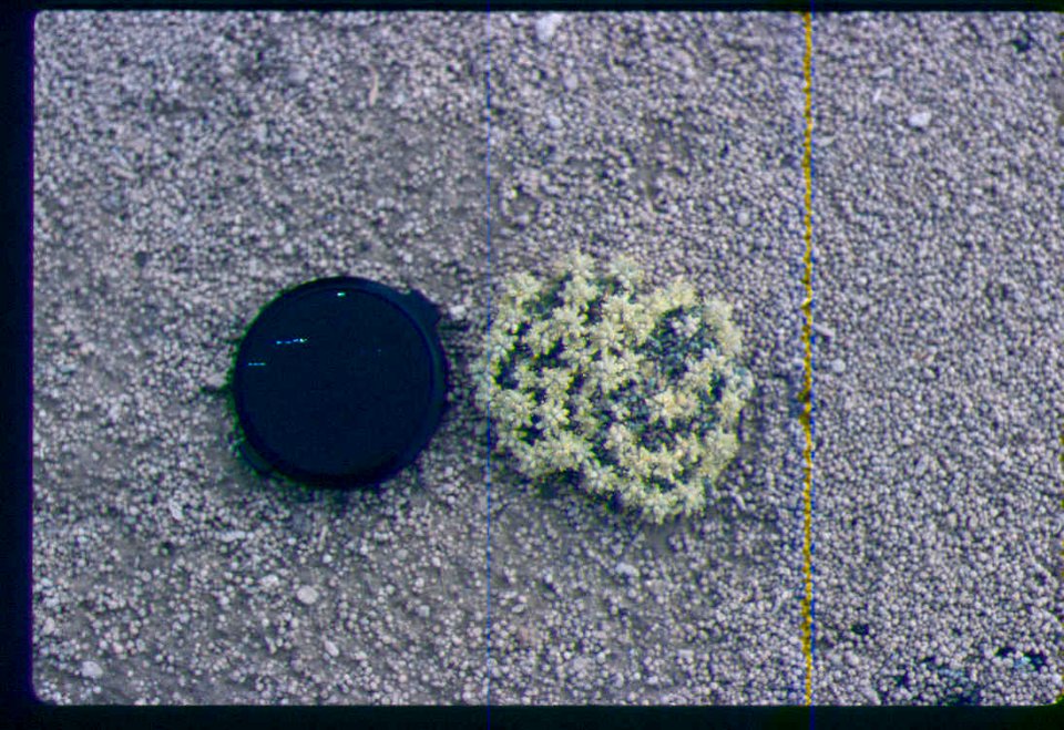 Eriogonum shockleyi young plant in SW Idaho