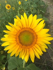Nature yellow plant