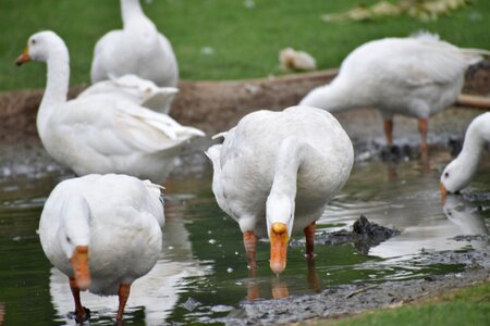 Ducks group enjoying birds