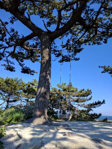 Swing wood blue sky