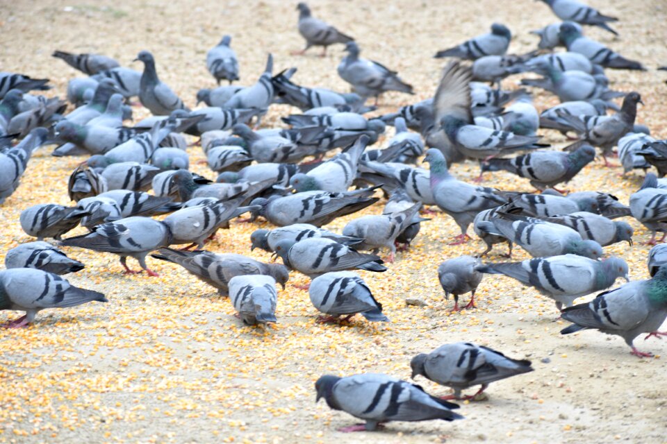 Pigeons birds feeding birds