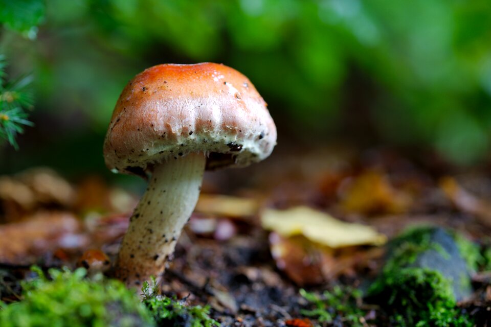 Toadstool autumn moss