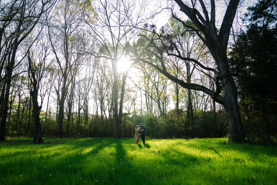 Field nature trees