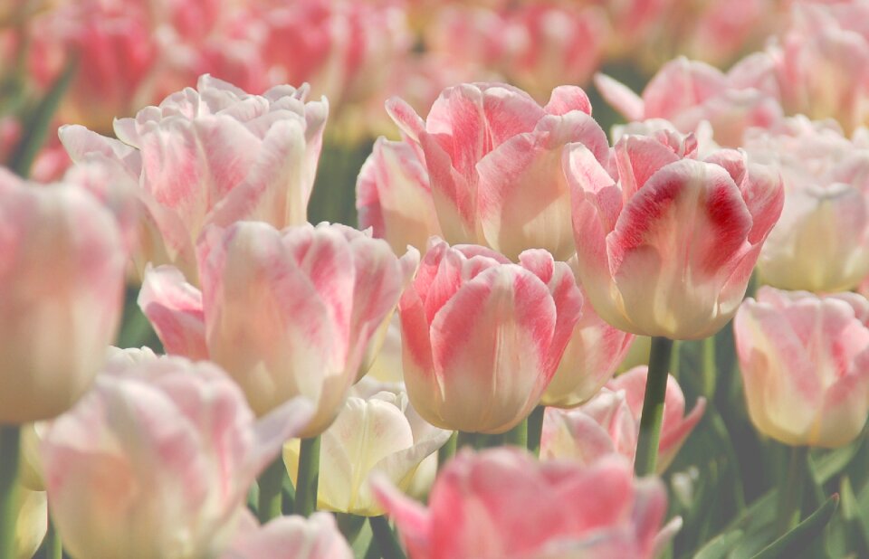 Flowers petal bloom
