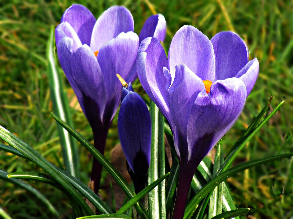 Spring nature meadow