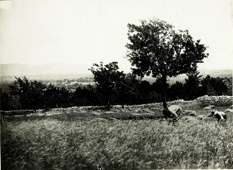 Erntearbeiten am Isonzo. (BildID 15586899)
