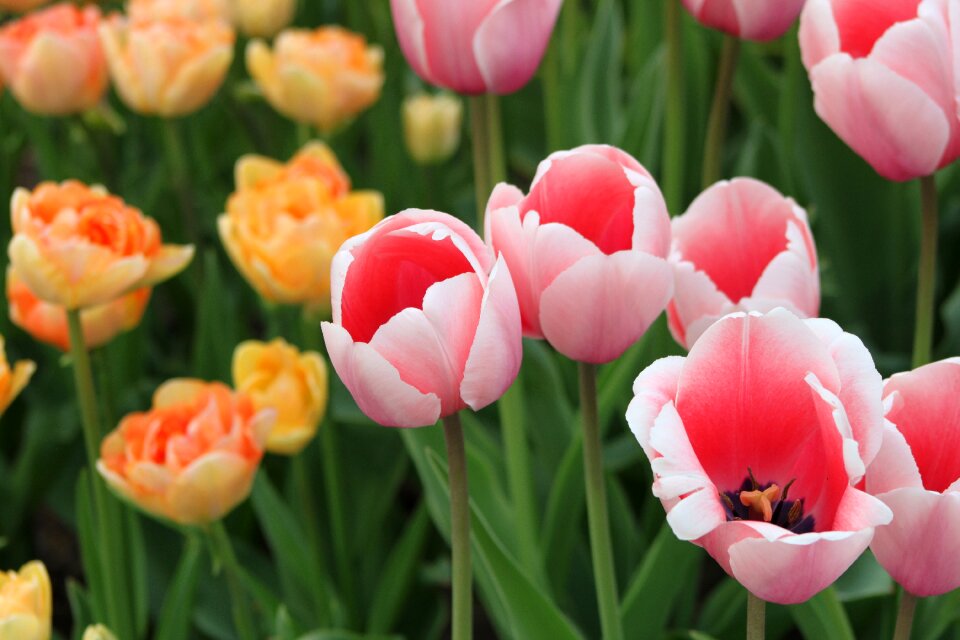 Plant garden color