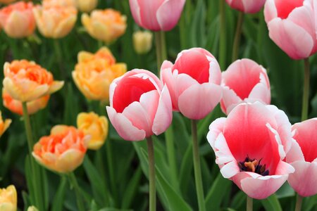 Plant garden color