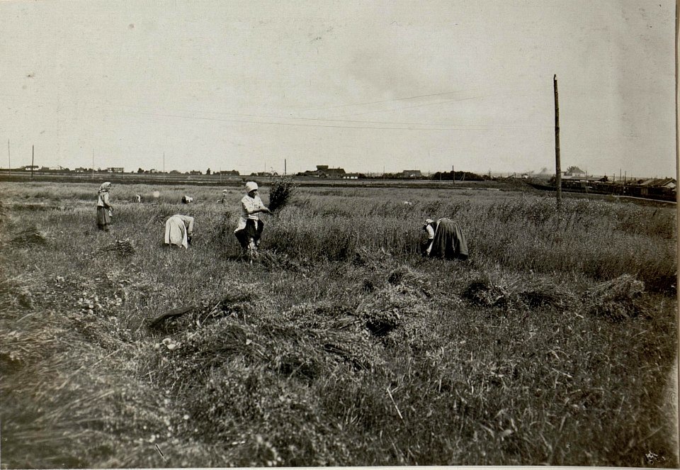 Erntearbeiten bei Chodorów.8.8.16. (BildID 15547851)