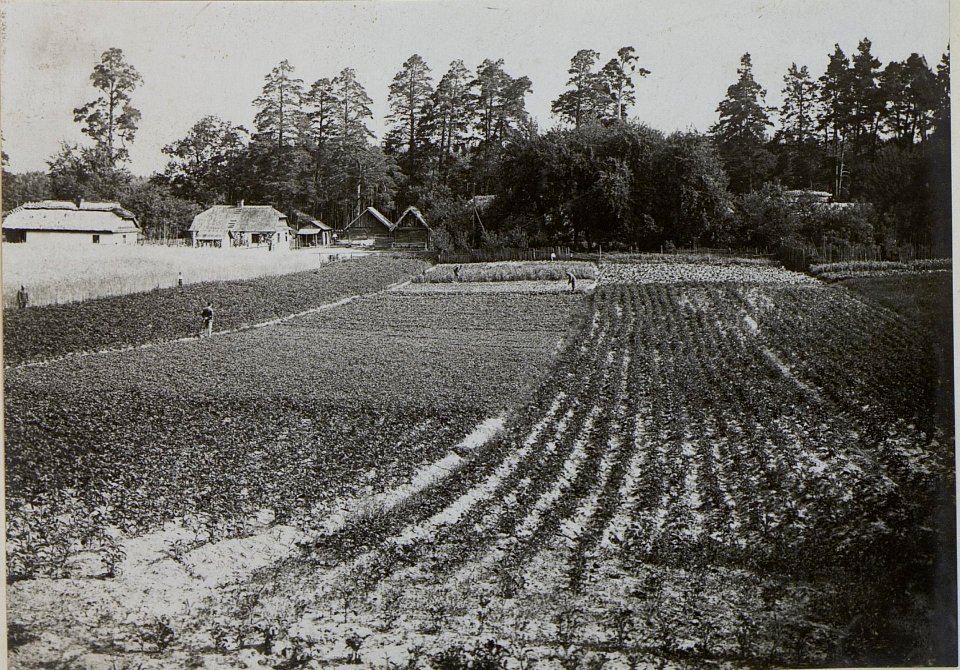 Erntehoffnung (BildID 15446479)