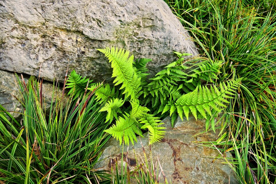 Frond spore fiddlehead
