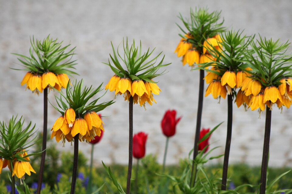Plant at the court of yellow flower
