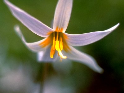 Erythronium albidum NRCS-2