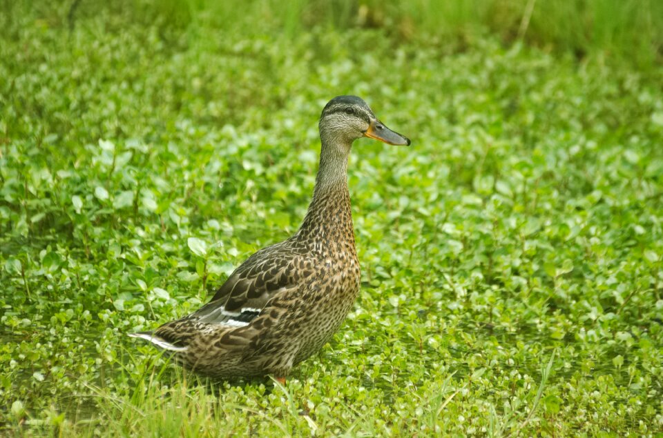 Water bird duck bird in the grass