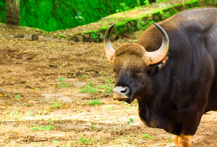 Wild animal bull